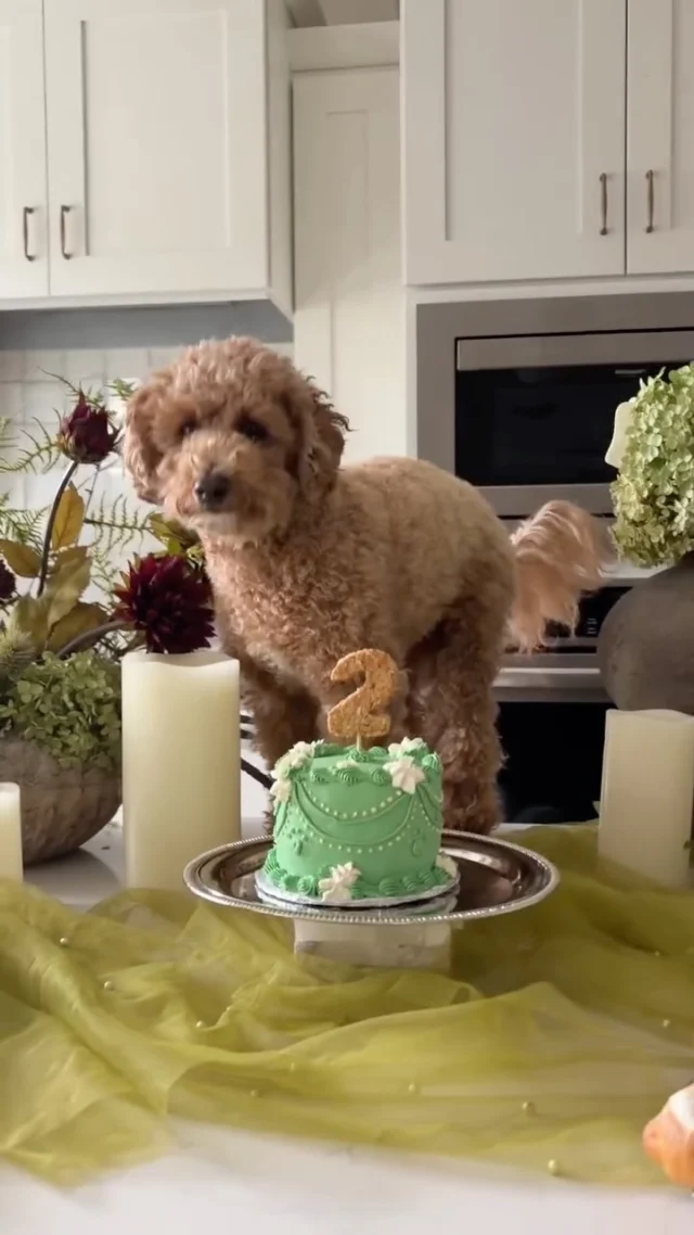 I look forward to celebrating my cute babies birthday every year! Happy 2nd birthday Chai to sweetest & cuddly dog I know! 🤍🐾